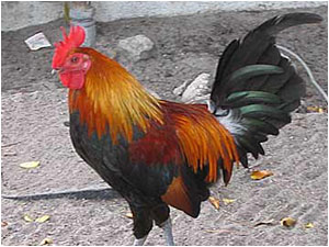 Key West resident