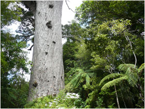 Tane Mahuta - The Maori forest god - the largest Kauri tree alive (2,000 years old)