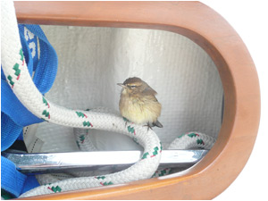 Bird house