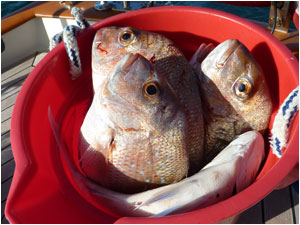 Bucket o'fish