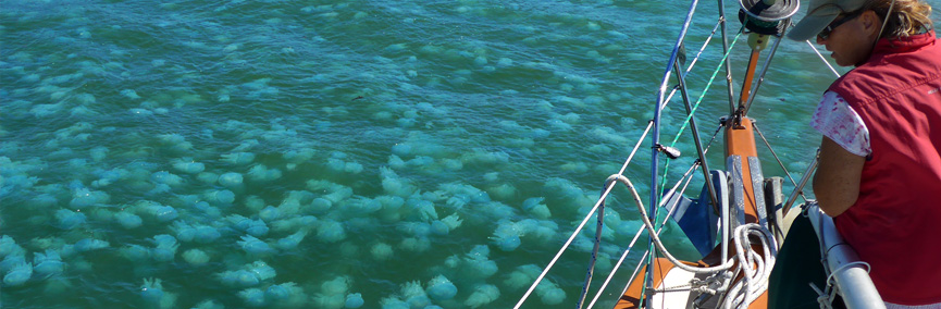 Australian jellyfish