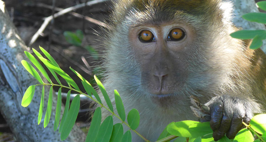 A juvenile macaque