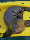 Sealy waterbed - Galapagos
