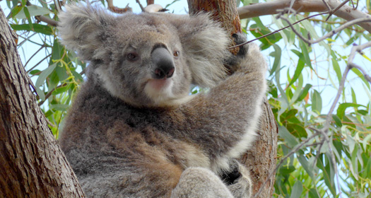Wild koala sighting