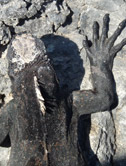 A Galapagos Marine Iguana