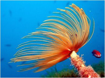 A Sabella Spallanzanii (photo from FineArtAmerica.com)