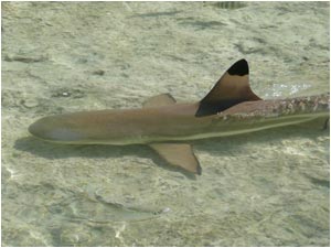 Black tip shark in the shallows