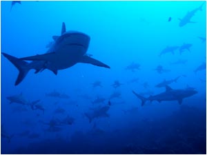 Grey sharks in Tumakohua Pass (compliments of Philippe Gautier)