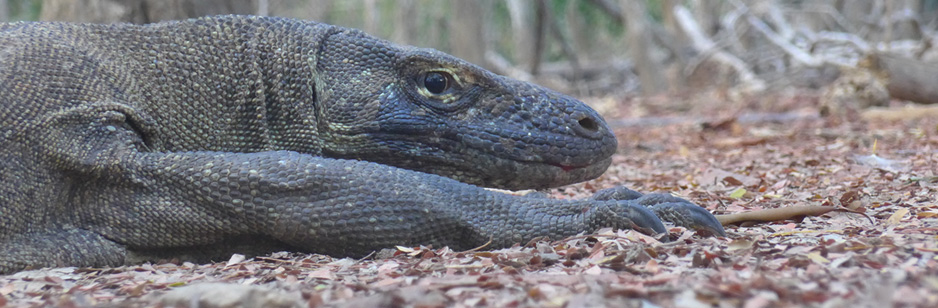 Up close and personal with a Komodo