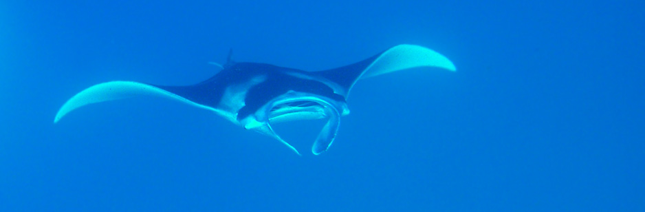 Free diving with manta rays in Komodo National Park