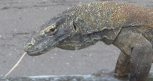 A Komodo Dragon
