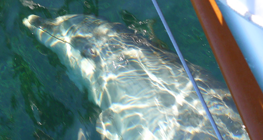 A morning bow surfer