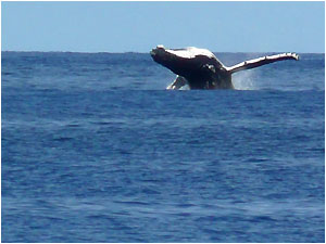 Whales playing in Niue harbor