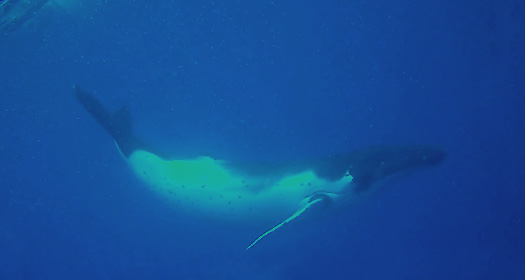 Swimming with whales off Palmerston Island