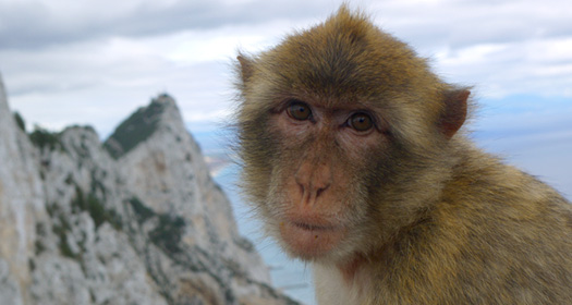 A Barbary Ape